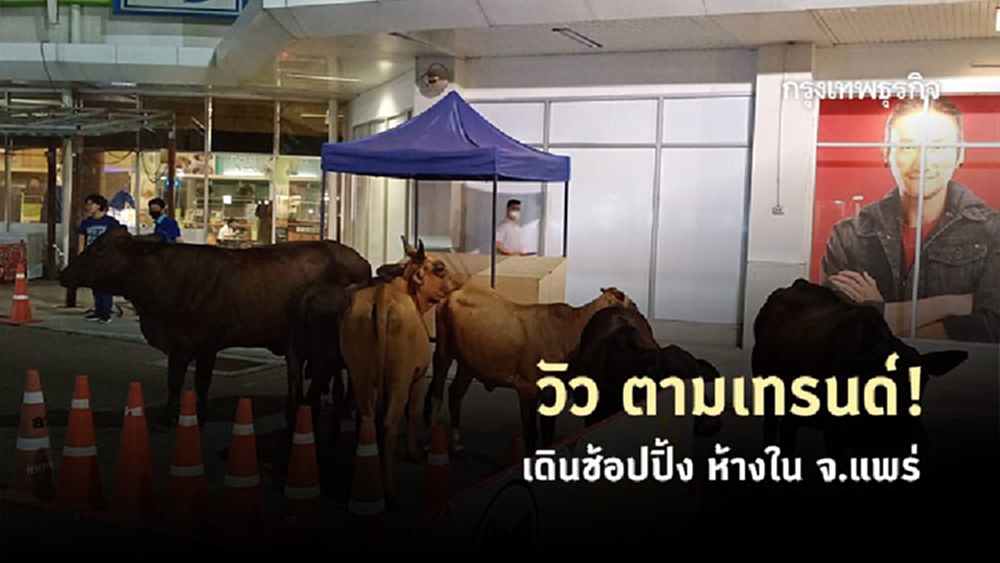 ฝูงวัว! พาเหรดเดินเข้าห้าง กู้ภัยต้อน รอเจ้าของรับกลับ 