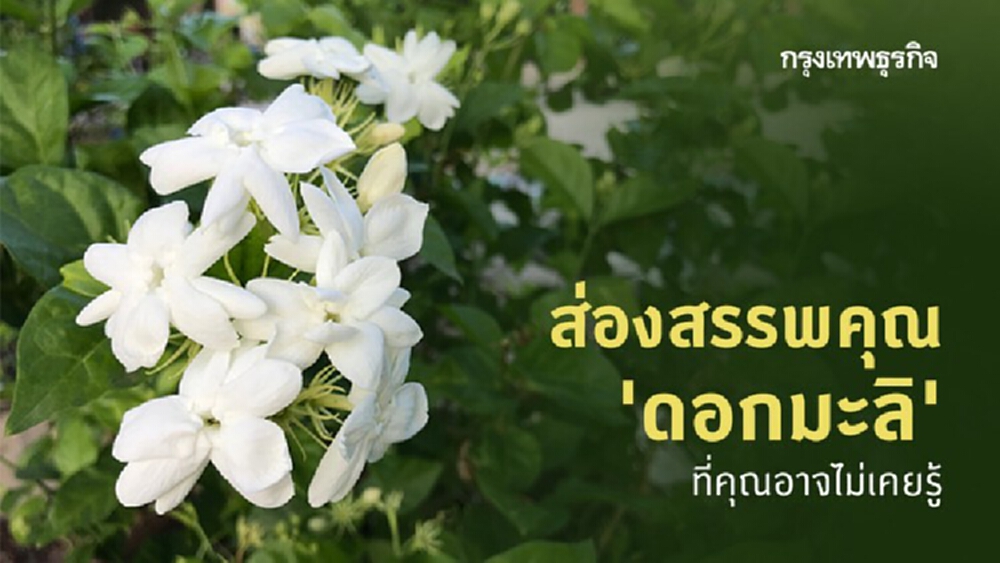 ส่องสรรพคุณ 'ดอกมะลิ' ที่คุณอาจไม่เคยรู้