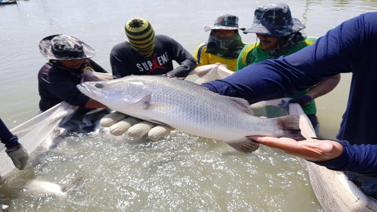 ประมงดันกะพงขาวขึ้นห้างแก้ราคาตก