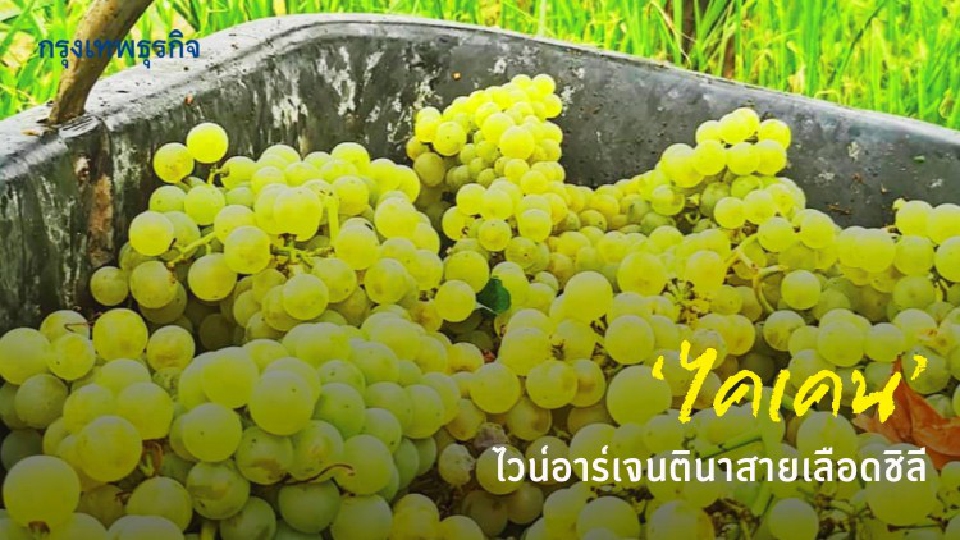 'ไคเคน' ไวน์อาร์เจนตินาสายเลือดชิลี