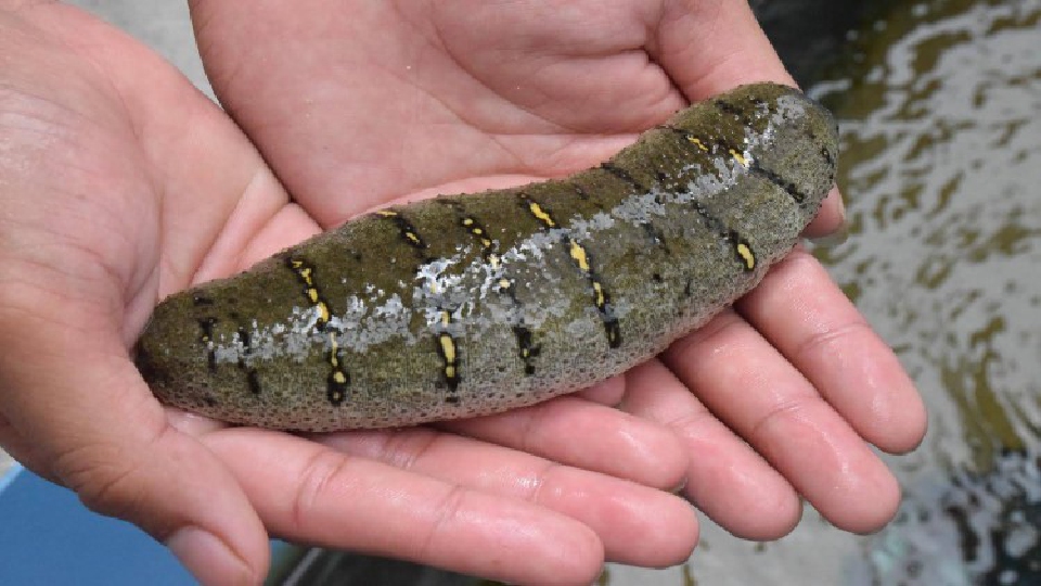 ประมงดัน “ปลิงทะเล” ขึ้นแท่นสัตว์น้ำเศรษฐกิจ กิโลกรัมละ 7,000 บาท