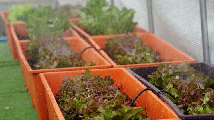 'สมาร์ทฟาร์ม' ยกระดับเกษตรไทยด้วย IoT