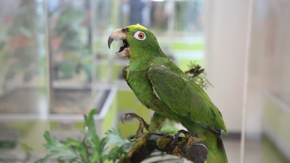 นิทรรศการ 'คืนชีวิตให้ซากสัตว์' สร้างแรงบันดาลใจเยาวชนนักวิทย์ฯ