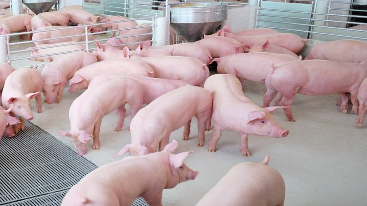 ปศุสัตว์ สั่งเชือดหมูตัดวงจรโรคพีอาร์อาร์เอส