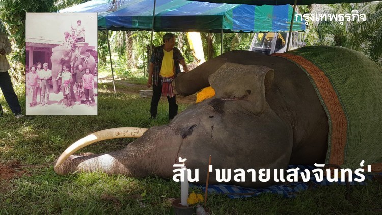 สิ้น 'พลายแสงจันทร์' วัย 46 ปี ช้างรุ่นเหลน ‘คุณพระเศวตอดุลยเดชพาหนฯ’