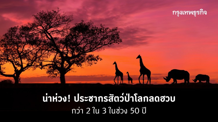 น่าห่วง! ประชากรสัตว์ป่าโลกลดฮวบ กว่า 2 ใน 3 ช่วง 5 ทศวรรษ