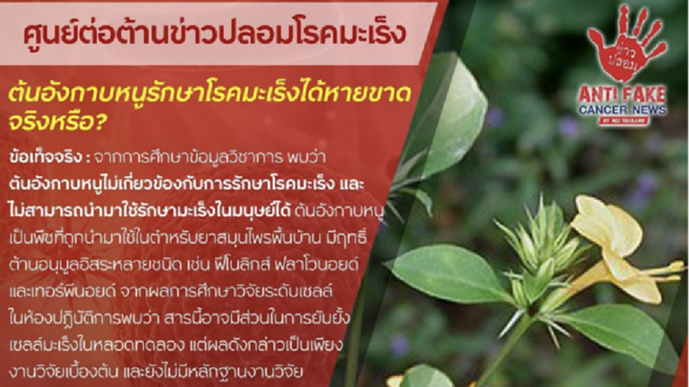เตือนข่าวปลอม 'ต้นอังกาบหนูรักษาโรคมะเร็งได้หายขาด'