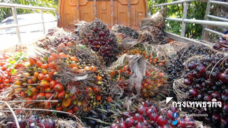 'พาณิชย์'อัดงบฯ 600 ล้านดันส่งออกปาล์มน้ำมัน 3 แสนตัน