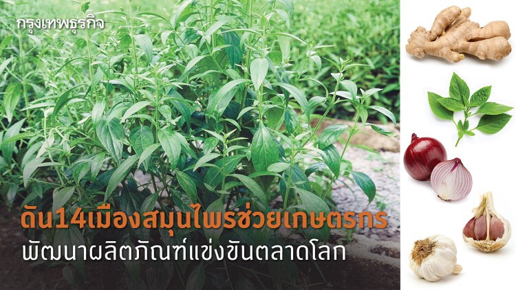 เปิด14 เมืองสมุนไพรช่วยเกษตรกรไทย
