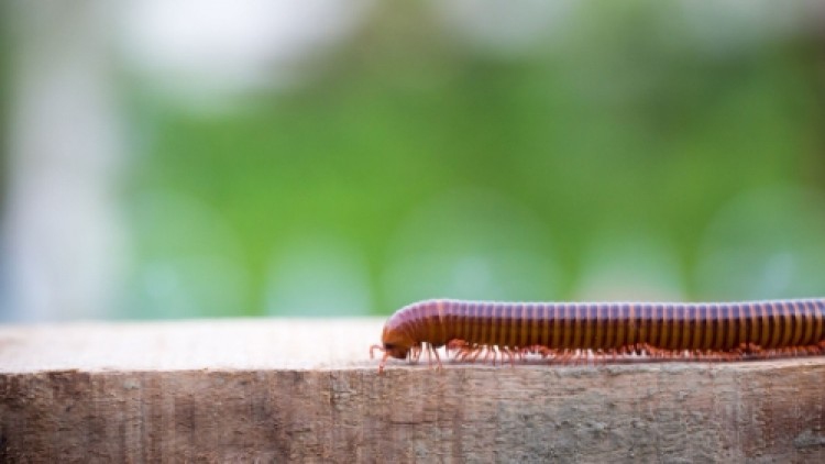 แพทย์ผิวหนังเตือน ระวัง 'กิ้งกือ' ไม่กัด แต่มีพิษ