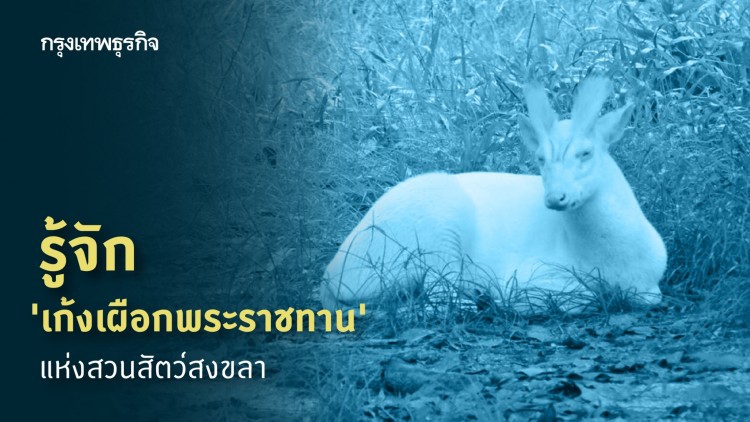 รู้จัก 'เก้งเผือกพระราชทาน' แห่งสวนสัตว์สงขลา