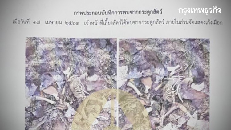 ปริศนาใหม่ 'ซากกระดูกเก้ง'? สวนสัตว์สงขลา