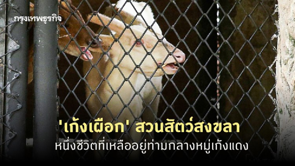 'เก้งเผือก' สวนสัตว์สงขลา หนึ่งชีวิตที่เหลืออยู่ท่ามกลางหมู่เก้งแดง