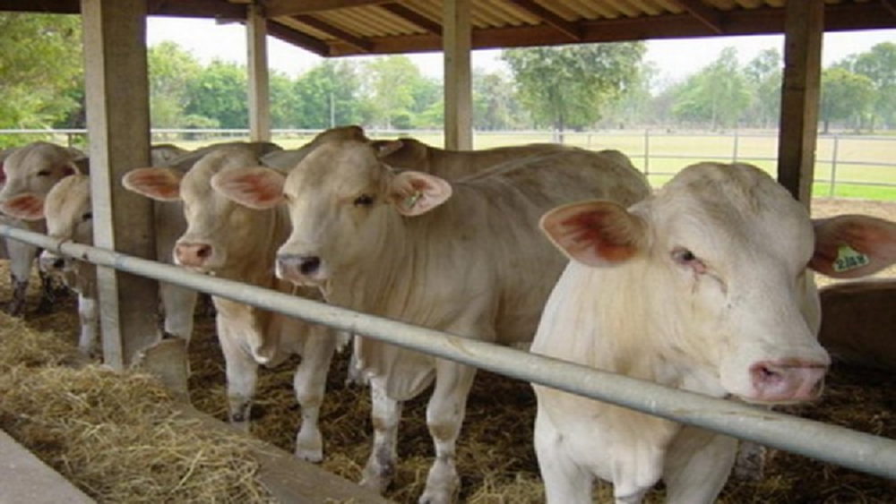 แผนพัฒนาศักยภาพโคเนื้อรับ FTA ได้ผล พรีเมี่ยมบีฟ ประกันรับซื้อ กก.ละ 110 บาท  