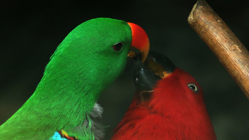 นกแก้วมาคอร์สวนสัตว์สงขลา ที่เหลือจากหายไป