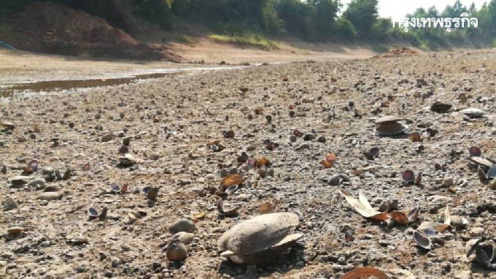 ชลประทานพิษณุโลก เผย ปีนี้ปริมาณฝนมีน้อย งดทำนาต่อเนื่อง 