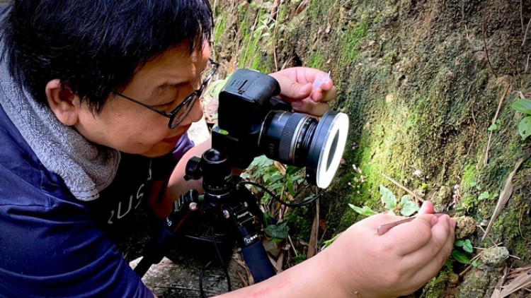 "เห็ดพันธุ์อัปสร"เห็ดนางฟ้าชนิดใหม่ของโลก