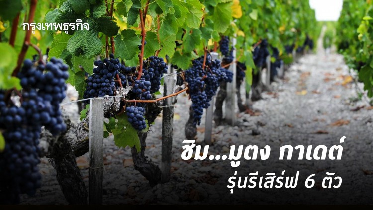 ชิม... มูตง กาเดต์ รุ่นรีเสิร์ฟ 6 ตัว