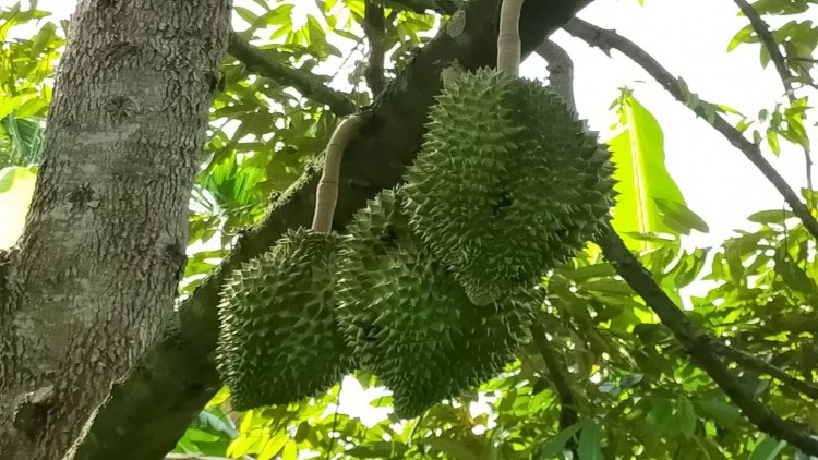 ‘ราคาสินค้าเกษตร’ พุ่งต่อ ท่ามกลางจีดีพีเกษตรทรุด ปมพิษโควิดหลอนไม่เลิก