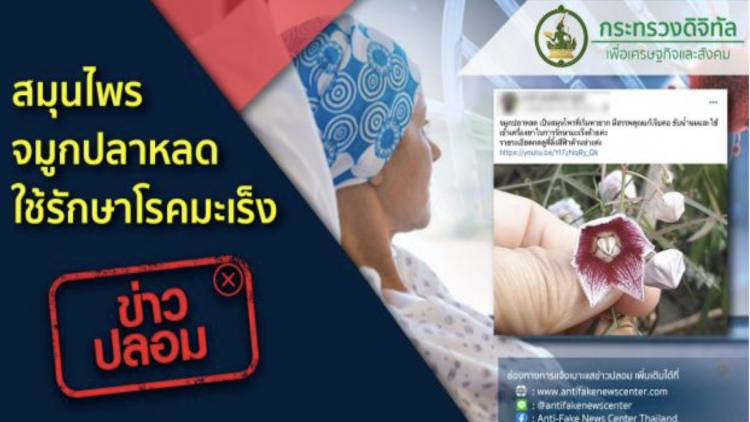 เตือนอย่าแชร์! 'สมุนไพรจมูกปลาหลด' ใช้รักษาโรคมะเร็ง ไม่เป็นความจริง