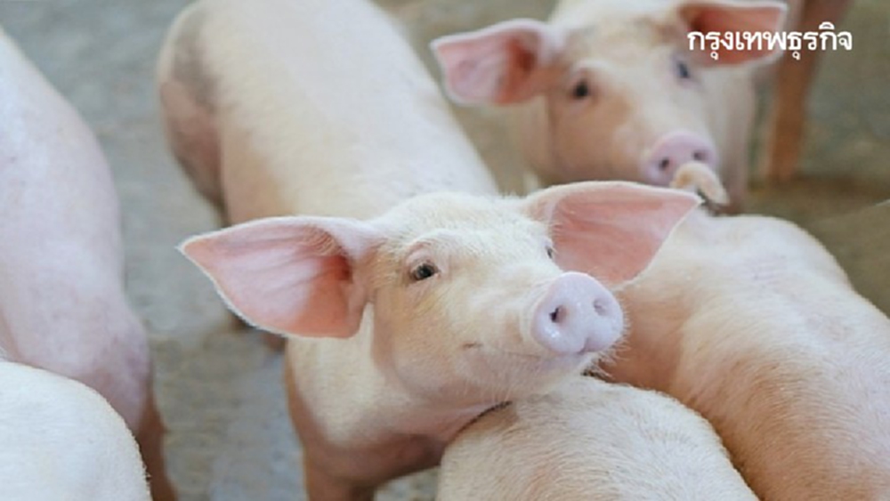 'ปศุสัตว์' ปลื้มโควิดดันส่งออกหมูพุ่ง 344 %