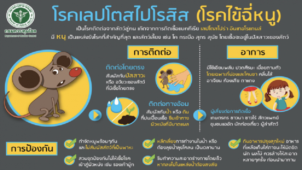กรมควบคุมโรค ห่วงเกษตรกรในช่วงฤดูเก็บเกี่ยวข้าว ระวังป่วยด้วยโรคไข้ฉี่หนู