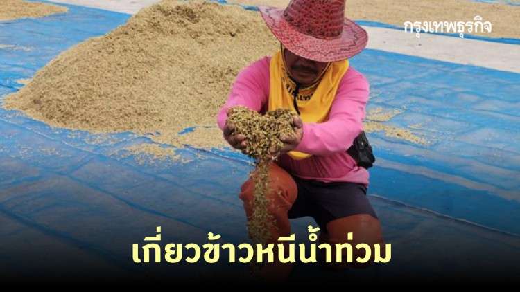 ชาวนาบุรีรัมย์ เร่งเกี่ยวข้าวหนีน้ำท่วม หลังน้ำมูลเริ่มเอ่อท่วม