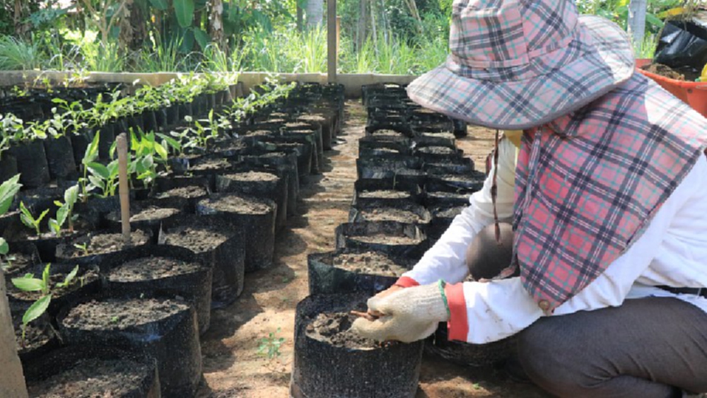 พิษณุโลก พลิกสวนกระชายมาปลูกในถุงขายได้เร็วขึ้น