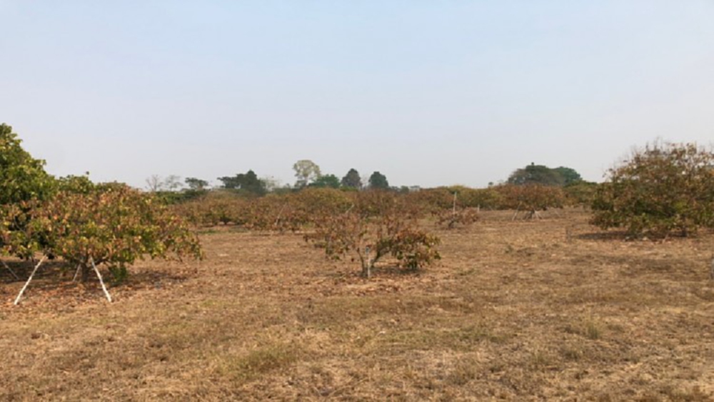 กรมส่งเสริมการเกษตรเผย 12 มาตรการรับมือ แล้ง ปี 2563/64