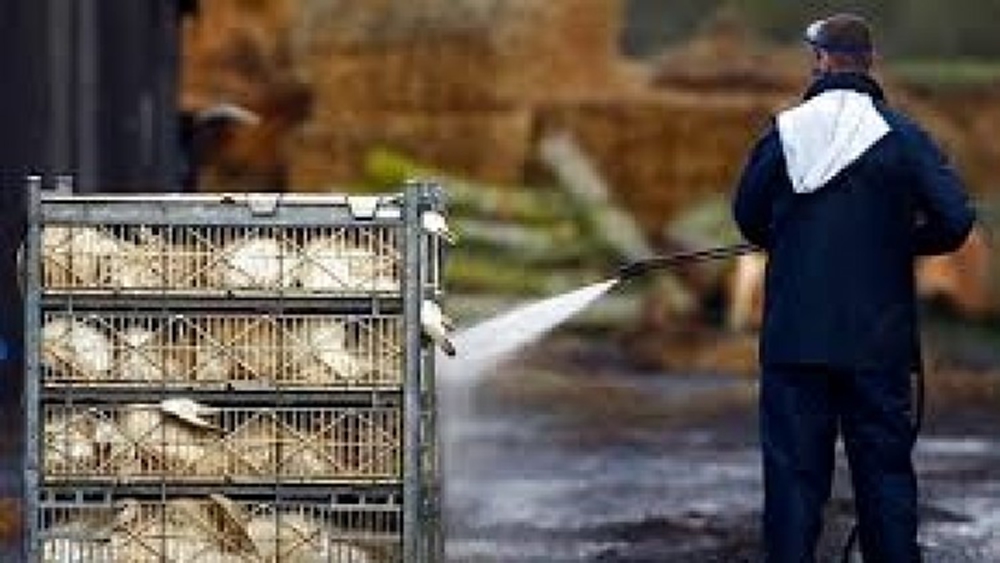 'เดนมาร์ก' กำจัดไก่หลายพัน เจอระบาดไข้หวัดนก 