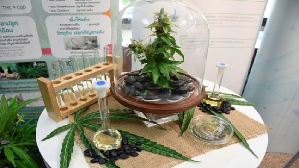 ผลักดันนโยบาย"กัญชา 6 ต้น"-"สร้างเศรษฐกิจชุมชน" 