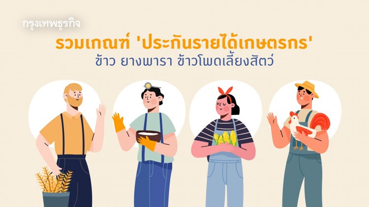 เช็ค 'เงินประกันรายได้เกษตรกร' ข้าว-ยางพารา-ข้าวโพด เงื่อนไขเป็นอย่างไร ที่เดียวครบ!