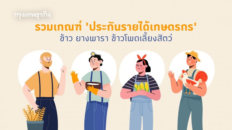 เช็ค 'เงินประกันรายได้เกษตรกร' ข้าว-ยางพารา-ข้าวโพด เงื่อนไขเป็นอย่างไร ที่เดียวครบ! 