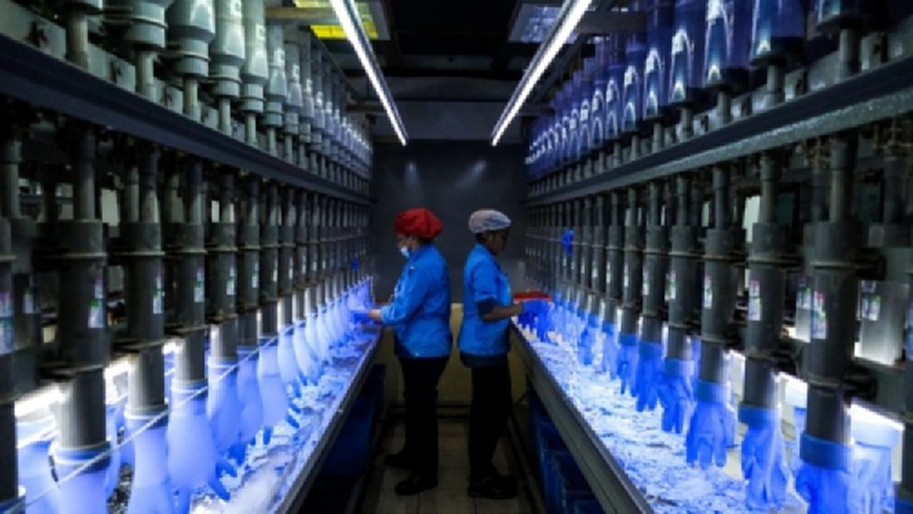 ‘มาเลเซีย’ ตรวจโรงงาน 'ท็อป โกลฟ' ติดโควิดกว่า 1,500 ราย   