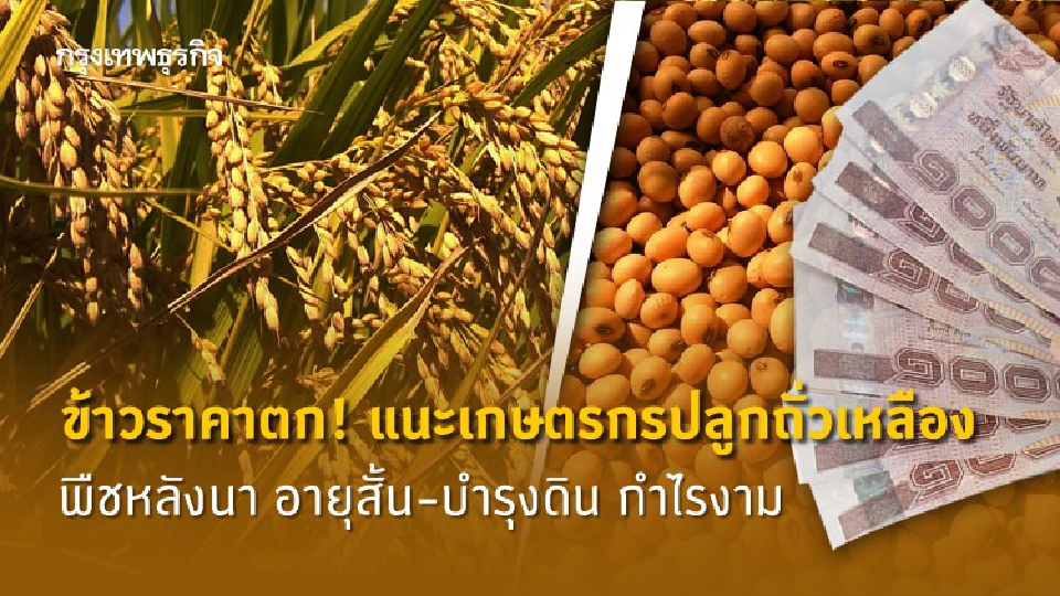 ข้าวราคาตก! แนะเกษตรกรปลูกถั่วเหลือง พืชหลังนา อายุสั้น-บำรุงดิน กำไรงาม