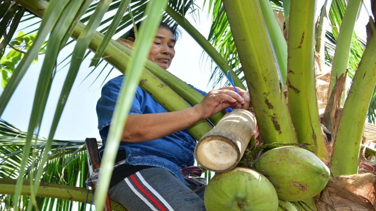 เติมความหวานให้กาแฟ...ด้วย ‘น้ำตาลดอกมะพร้าว’