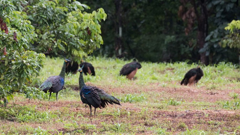 นักวิจัย มจธ. พบนกยูงในป่าอนุรักษ์ จ.พะเยา เร่งอนุรักษ์ ทำแผนที่นกยูง