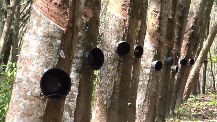 จ่ายส่วนต่าง 'ประกันรายได้ยางพารา' ดีเดย์ 11 ธ.ค.นี้