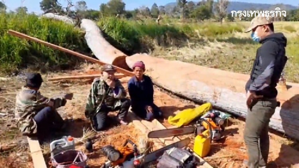 รวบกลุ่มขบวนการคนมีสี ลักลอบตัดต้นไม้อายุ 100 ปีในป่าสงวน