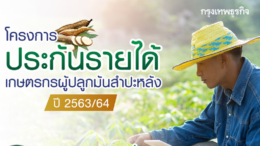'เงินประกันรายได้เกษตรกร' ธ.ก.ส. ประกาศจ่ายเงินให้ชาวไร่ผู้ปลูกมันสำปะหลัง