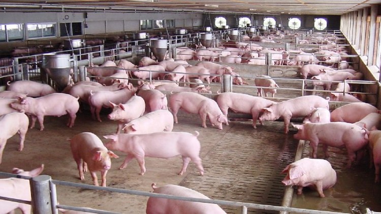 ปีหน้า ราคาหมูยังพุ่งไม่หยุด 