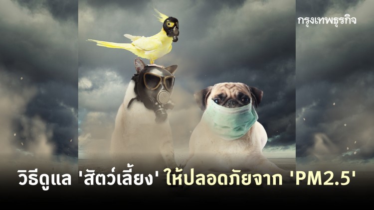 'PM2.5' กลับมา! ดูแล 'สัตว์เลี้ยง' อย่างไรให้ปลอดภัยจากฝุ่นพิษ