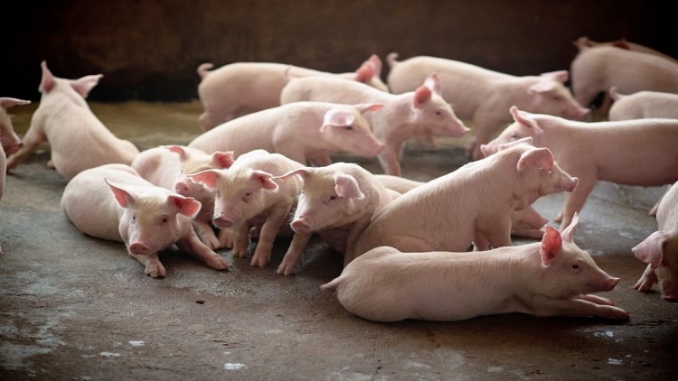 เร่งส่งหมูไปกัมพูชา