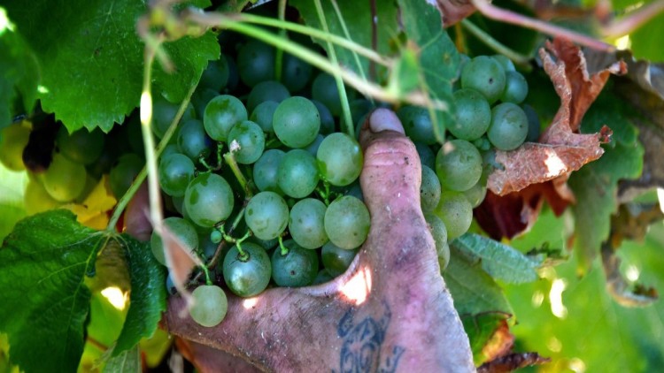 สหรัฐเก็บภาษีนำเข้าไวน์ฝรั่งเศส-เยอรมนี 