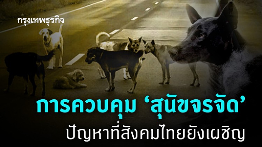 ใครเป็นเจ้าของฉัน? (สุนัขจรจัด)