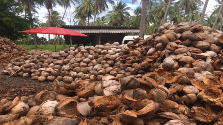 “พาณิชย์” คุมเข้มนำเข้ามะพร้าวตามกรอบเขตการค้าเสรีอาเซียน