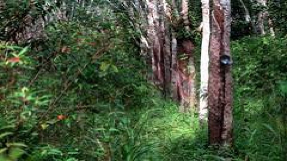 ราคายางยังผันผวน กยท.เร่งแก้"โรคใบยางร่วง"สกัดผลผลิตหด50% 