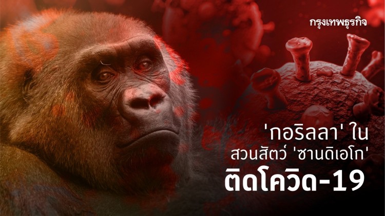 'กอริลลา' ในสวนสัตว์ 'ซานดิเอโก' ติดโควิด