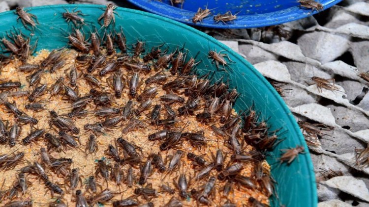  ประภัตร” หนุนสุพรรณบุรี เลี้ยงจิ้งหรีดคุณภาพป้อนตลาดโลก