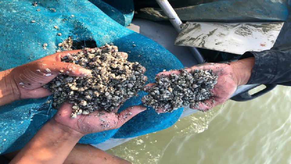 ชาวประมงหอยแครง ชลบุรี ฝืนกฎ ไอยูยู